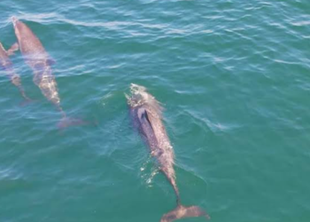 Científicos descubren fentanilo en delfines vivos y muertos en el Golfo de México