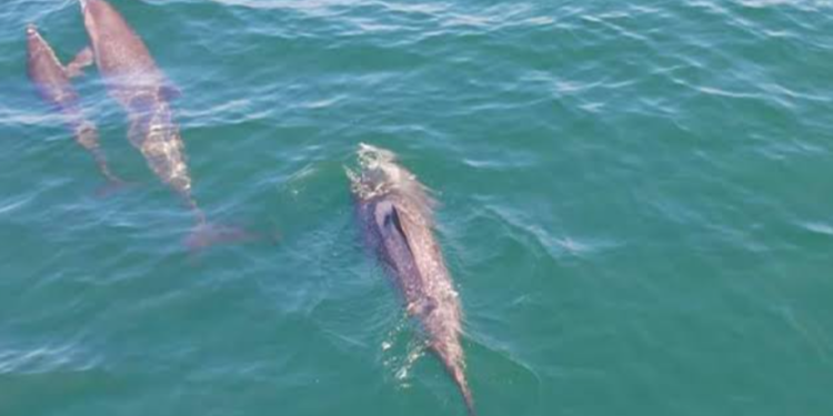 Científicos descubren fentanilo en delfines vivos y muertos en el Golfo de México