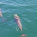 Científicos descubren fentanilo en delfines vivos y muertos en el Golfo de México