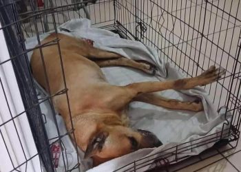 Indignación en redes por atropellamiento y muerte de ‘Scooby’ en Cárdenas