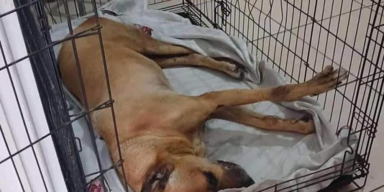 Indignación en redes por atropellamiento y muerte de ‘Scooby’ en Cárdenas