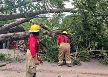 Cae árbol viejo y obstaculizando carretera Villahermosa a Boquerón