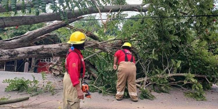 Cae árbol viejo y obstaculizando carretera Villahermosa a Boquerón