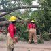 Cae árbol viejo y obstaculizando carretera Villahermosa a Boquerón