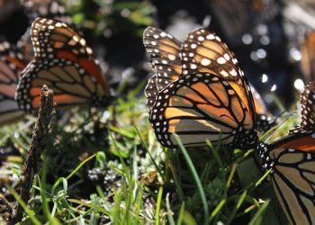 Mariposa monarca en ‘especie amenazada’, según USFWS de EU