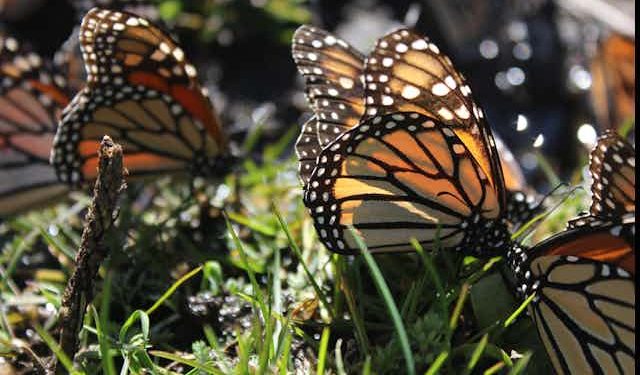 Mariposa monarca en ‘especie amenazada’, según USFWS de EU