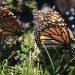 Mariposa monarca en ‘especie amenazada’, según USFWS de EU