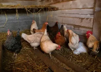 California declara estado de emergencia por el virus de gripe aviar