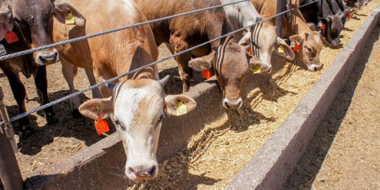 Raúl Ojeda insta a frenar el ingreso del gusano barrenador del ganado mediante cumplimiento estricto de la ley