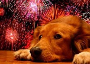 Llaman a pirotecnia regular en Tabasco para proteger a mascotas