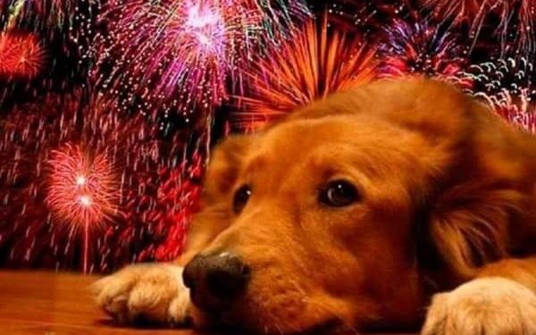 Llaman a pirotecnia regular en Tabasco para proteger a mascotas