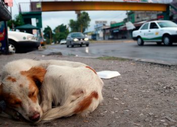 Recatan a nueve perritos del maltrato de persona en situación de calle