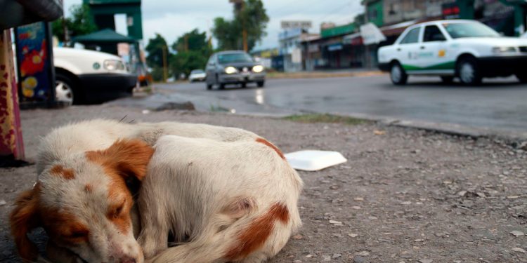 Recatan a nueve perritos del maltrato de persona en situación de calle