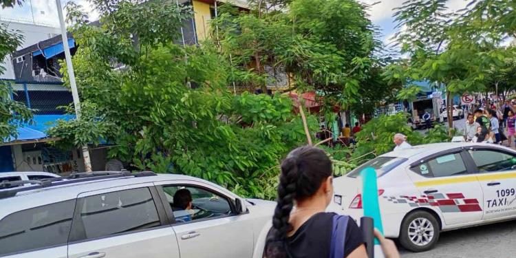 Cae árbol sobre camioneta en inmediaciones del mercado Pino Suárez