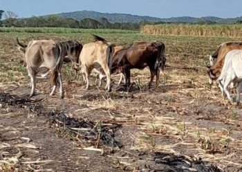 Ganaderos de Quintana Roo comienzan gestiones para la próxima sequía que afectaría al estado