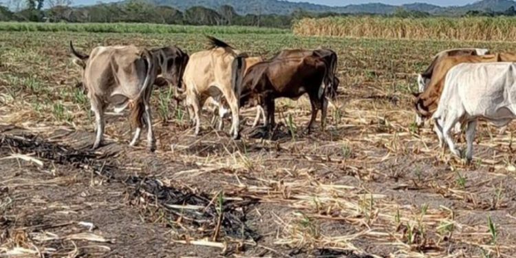 Ganaderos de Quintana Roo comienzan gestiones para la próxima sequía que afectaría al estado