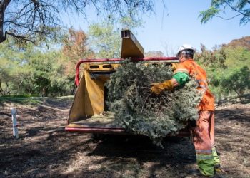 Inicia SEMADES campaña de reciclaje de pinos naturales; hay varias sedes