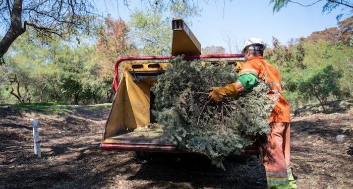 Inicia SEMADES campaña de reciclaje de pinos naturales; hay varias sedes