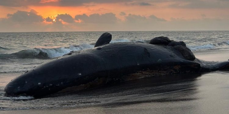 Hallan muerto un cachalote a la orilla de la playa en Colima