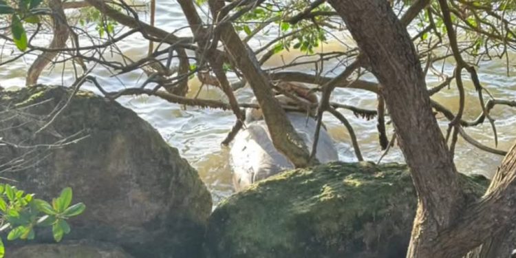 Hallan manatí muerto en el Boulevard Bahía, Chetumal