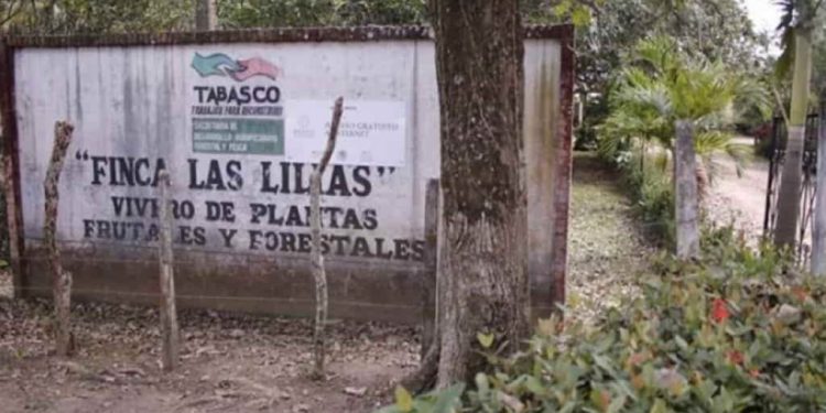 Finca ‘Las Lilias’ se reintegra a la producción agropecuaria y de reforestación en Teapa