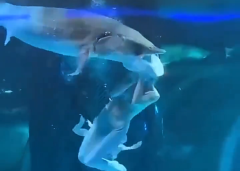 Una joven disfrazada de sirena casi es devorada por un tiburón en China