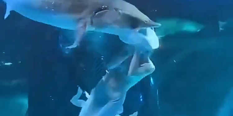 Una joven disfrazada de sirena casi es devorada por un tiburón en China