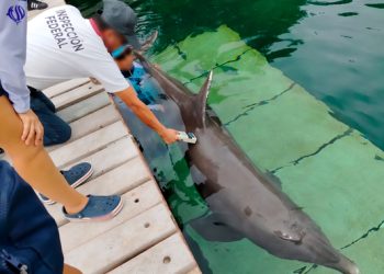 Profepa investiga caso de maltrato animal y muerte de delfines en el Hotel Barceló