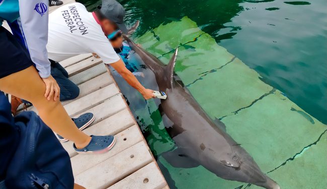 Profepa investiga caso de maltrato animal y muerte de delfines en el Hotel Barceló