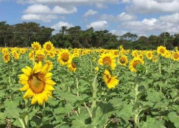 Este 2025 sí abrirá el Santuario de los Girasoles en Balancán: SEDEC