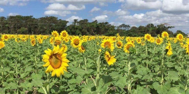 Este 2025 sí abrirá el Santuario de los Girasoles en Balancán: SEDEC