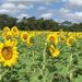 Este 2025 sí abrirá el Santuario de los Girasoles en Balancán: SEDEC