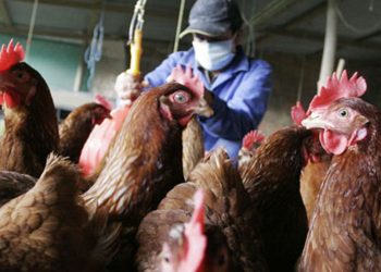 UNAM alerta sobre la influenza H5N1