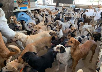 Caninos 911 ha rescatado más de 1,400 perros en nueve años