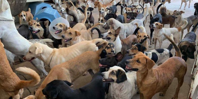Caninos 911 ha rescatado más de 1,400 perros en nueve años