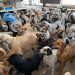 Caninos 911 ha rescatado más de 1,400 perros en nueve años