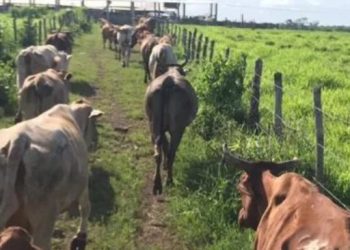 Disminuye producción ganadera en Yucatán