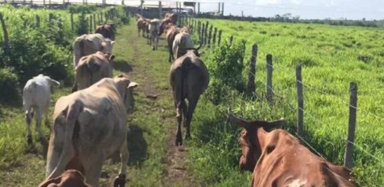 Disminuye producción ganadera en Yucatán