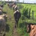 Disminuye producción ganadera en Yucatán