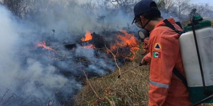 Se registran dos incendios forestales, afectando 118 hectáreas de Campeche y Yucatán