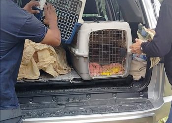 SERMARNAT hace un llamado a no adquirir animales silvestres