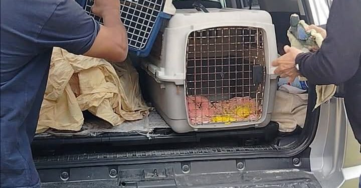 SERMARNAT hace un llamado a no adquirir animales silvestres