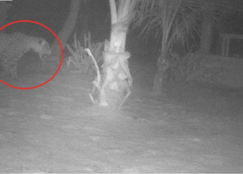 Ataques de jaguar genera preocupación en Mahahual