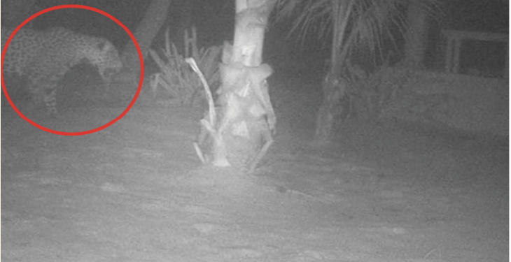 Ataques de jaguar genera preocupación en Mahahual