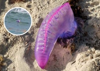 Autoridades alertan por presencia de fragata portuguesa en playas de Solidaridad