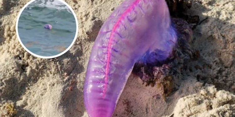 Autoridades alertan por presencia de fragata portuguesa en playas de Solidaridad