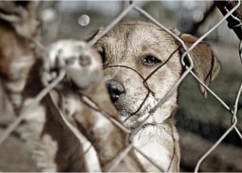 Llamado del PVEM a presentar denuncias formales para exigir ventanilla única de atención a maltrato animal