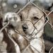 Llamado del PVEM a presentar denuncias formales para exigir ventanilla única de atención a maltrato animal