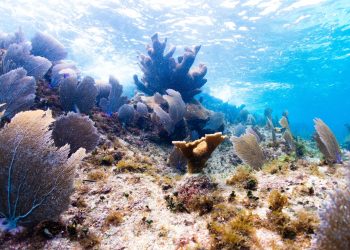 Voluntariado juvenil se suma a la restauración de arrecifes en Chankanaab