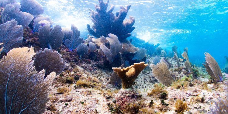 Voluntariado juvenil se suma a la restauración de arrecifes en Chankanaab